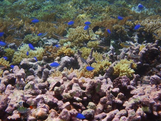 Likupang Nomad Divers Bangka מראה חיצוני תמונה